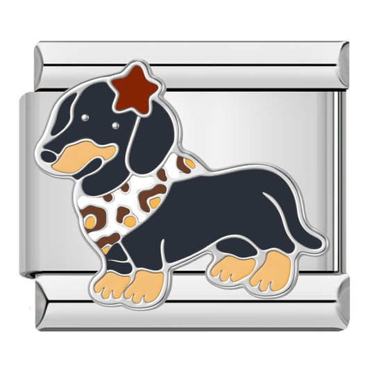 Dachshund with silver collar